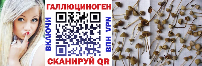 mega маркетплейс  Богородицк  Псилоцибиновые грибы Psilocybine cubensis  купить закладку 